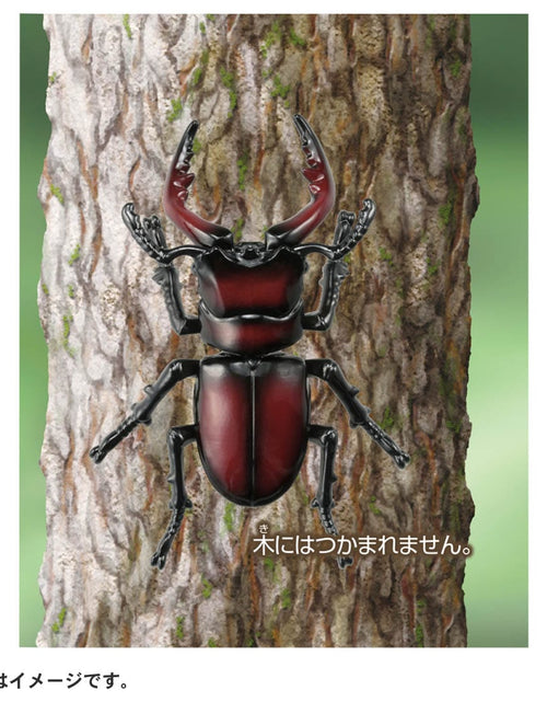 Load image into Gallery viewer, Takara Tomy ANIA animal Action Figure - AS-43 Prosopocoilus Inclinatus
