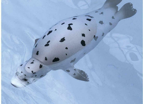 Load image into Gallery viewer, Takara Tomy ANIA Animal AS-22 Spotted Seal Floatable Ver. Mini Action Figure
