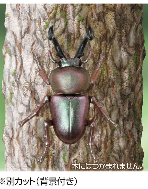 Load image into Gallery viewer, Takara Tomy ANIA animal Action Figure - AS-42 Phalacrognathus Muelleri
