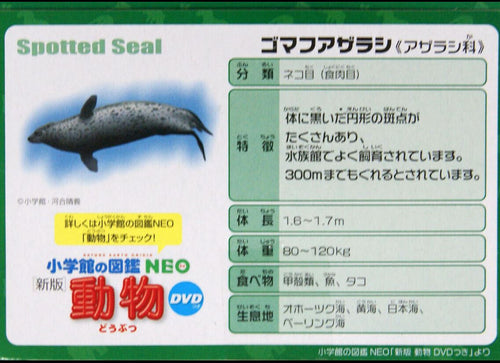 Load image into Gallery viewer, Takara Tomy ANIA Animal AS-22 Spotted Seal Floatable Ver. Mini Action Figure
